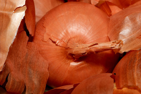 A plump onion sits among its crisp, earthy peels, ready for harvest.の写真素材