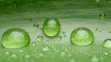 Delicate water droplets rest on a lush green leaf, highlighting nature's beauty.