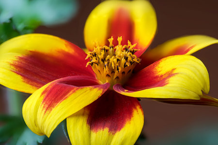 A stunning flower showcases vivid yellow and red petals in a lush garden.