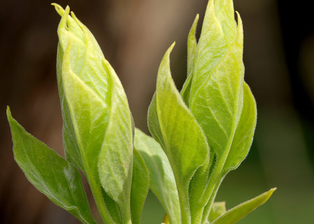 Fresh green leaves emerge, showing healthy growth during the spring season.