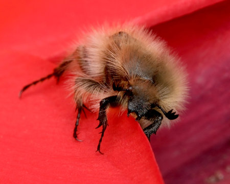 A fuzzy bee gathers nectar from bright red flower petals in spring.