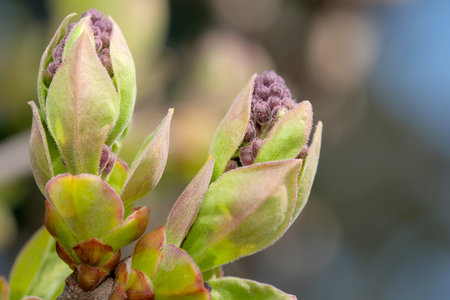 Young buds burst forth, showing vibrant green hues and soft textures.