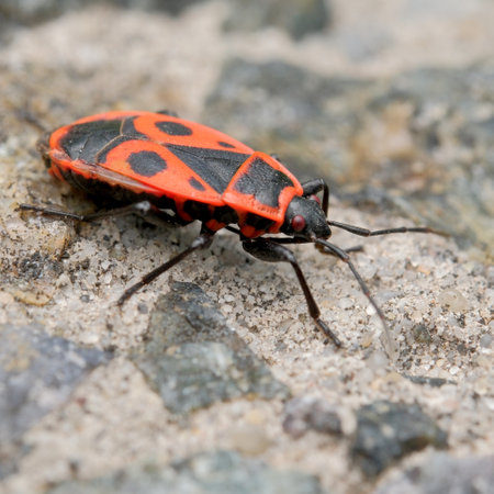 A vibrant insect scuttles across rough ground, showing its stunning colors.の写真素材