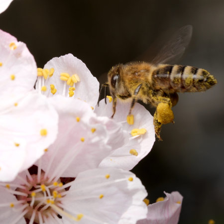 A honeybee buzzes gracefully as it gathers nectar from blooming cherry blossoms.