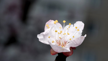 Delicate flower blooms with pure petals and vibrant stamens in springtime.