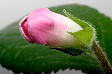 A pink flower bud rests on bright green spring foliage.の写真素材