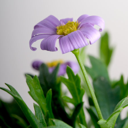 A purple flower blooms gracefully amid lush spring greenery.の写真素材