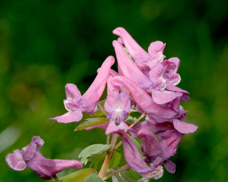 Vibrant pink flowers emerge gracefully amidst lush green foliage.の写真素材