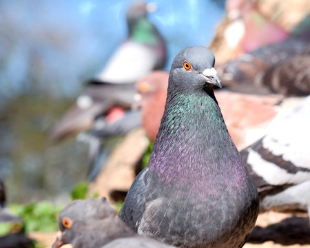 Pigeons congregate under bright sunlight in a vibrant park setting.の写真素材