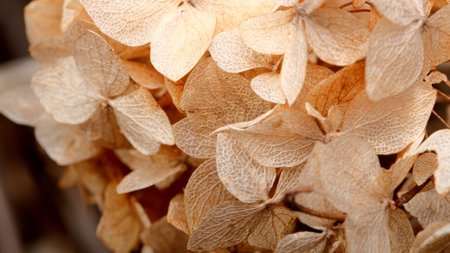 A cluster of dried hydrangea petals glimmers softly in warm sunlight.の写真素材