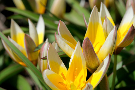 Yellow and white flowers bloom in the sunny garden, showcasing beauty.の写真素材