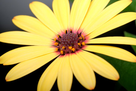 A stunning yellow flower blooms, revealing intricate details and lively colors in spring.の写真素材