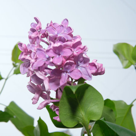 Delicate lilac blossoms thrive under golden sunlight in a vibrant garden.