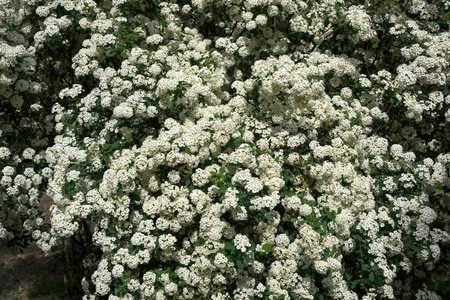Delicate white blossoms fill the landscape, signaling the arrival of spring.