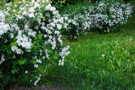 Delicate white blossoms in a vibrant garden invite peaceful strolls on a sunny day.