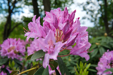 Pink rhododendron flowers burst into bloom, adorning the lush greenery of springtime.の写真素材