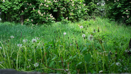 Bright dandelions scatter across a lush green field filled with tall grass and trees.の写真素材