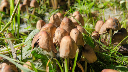 Clusters of small mushrooms grow amid vibrant green grass on a sunny afternoon.