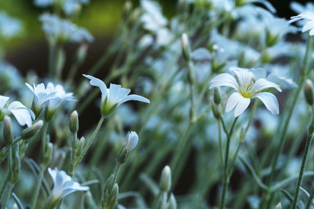 Soft white petals emerge from lush green stems, creating a serene garden atmosphere.の写真素材