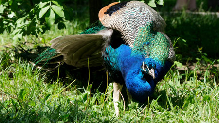 A vibrant peacock gracefully searches the ground for food amidst lush greenery.の写真素材