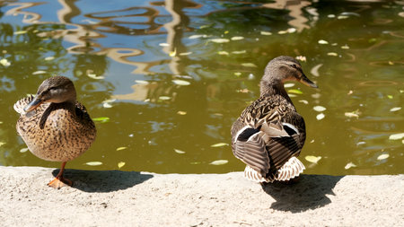 Two ducks relax by the water's edge, enjoying a sunny day and gentle ripples.の写真素材