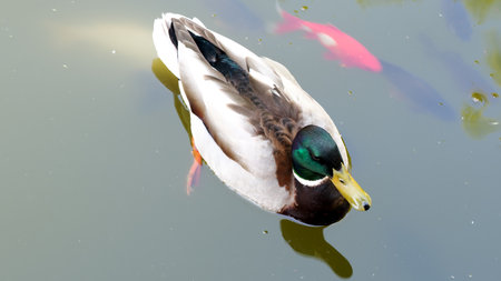 A beautiful mallard duck swims peacefully in a serene pond surrounded by fish.の写真素材