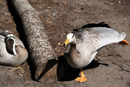 Ducks waddle around a fallen log, basking in the warm sunlight of a lovely day.の写真素材