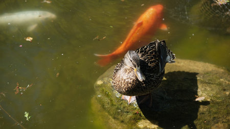 A duck perches on a rock while vibrant koi fish swim in the tranquil water below.