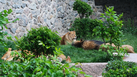 A pride of lions lounges peacefully in verdant grass, basking under the warm sun.の写真素材