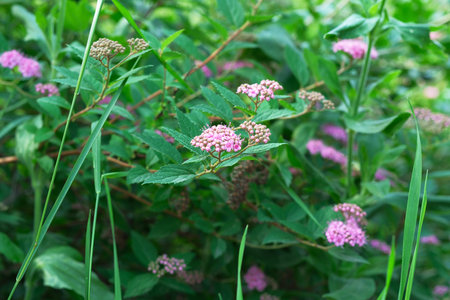Delicate pink flowers emerge vibrantly against rich green leaves in springtime.
