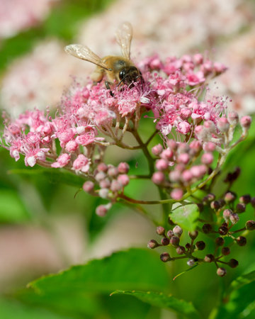 A busy bee gathers nectar from vibrant pink blossoms in a sunny garden.