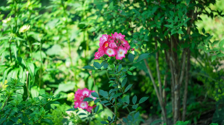 A cluster of pink roses stands out against the greenery in a warm, sunny garden.の写真素材