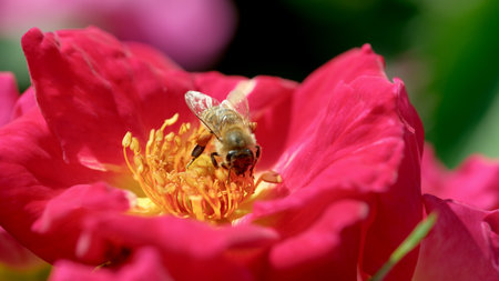 A bee diligently gathers nectar from bright pink flower blossoms on a sunny day.の写真素材