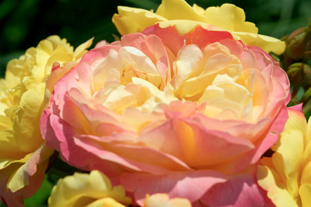 Lush roses in shades of pink and yellow blossom under the warm sun, exuding beauty.の写真素材