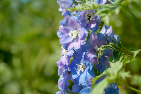 Vibrant blossoms reach for sunlight in a lively garden, showing nature's beauty.の写真素材