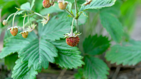 Fresh strawberry plants display ripe berries amidst rich green foliage in sunlight.