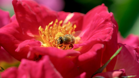 A bee busily gathers nectar from a bright pink rose in full bloom under sunlight.