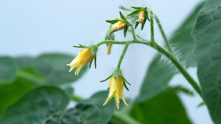 Delicate yellow tomato blooms emerge from lush green foliage during springtime.の写真素材