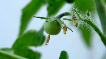 Tiny green tomatoes form among delicate flowers and lush leaves in a garden setting.の写真素材