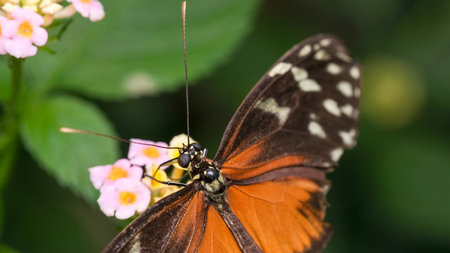 A colorful butterfly delicately sips nectar from bright blossoms in the garden.の写真素材