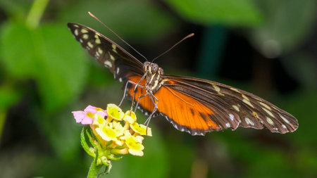 Bright butterfly with orange and black wings sips nectar from yellow bloom.