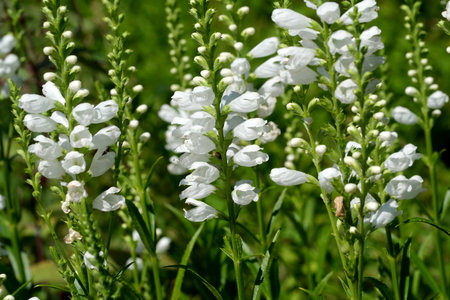 Clusters of white flowers bloom vibrantly under bright sunlight in a lush garden.の写真素材
