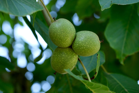Three green walnuts hang together, surrounded by lush leaves, catching sunlight.