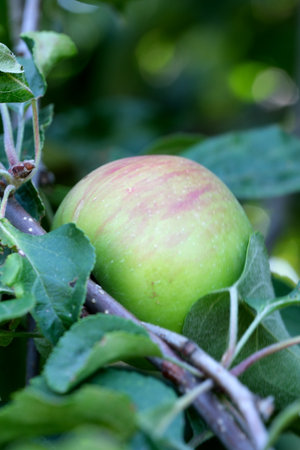 A ripe apple rests among vibrant green leaves under warm sunlight.の写真素材