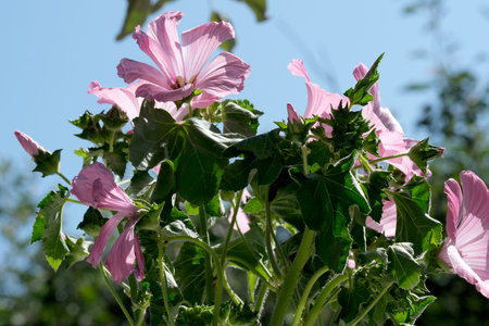 Soft pink flowers stretch upward, basking in the warm sunlight of a clear day.