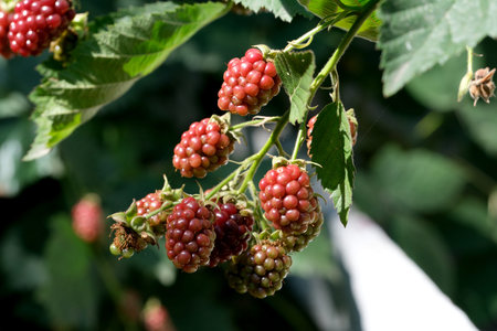 Juicy blackberries ripening on lush green vines under the evening sun.