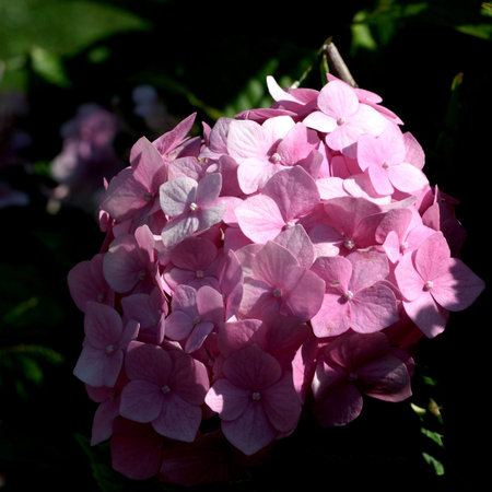 Clusters of soft pink hydrangeas bask under warm sunlight, radiating serenity and beauty.