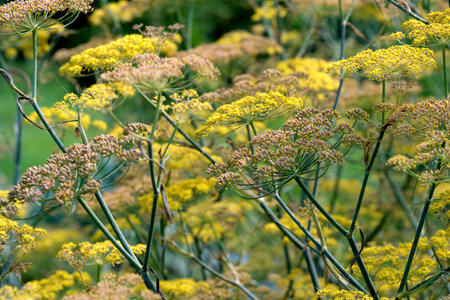 Bright yellow flowers bloom under the sun, dancing joyfully in a lush garden.