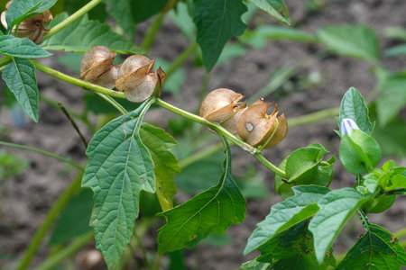 Fragile seed pods sprout from leafy stems in a vibrant garden.
