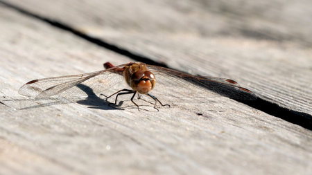 A dragonfly sits quietly on a weathered wooden plank, displaying intricate wings.